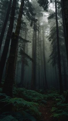 a forest filled with lots of tall trees covered in fog and lightening from the sun