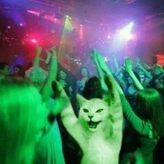 a white cat dancing at a party with other people in the back ground and onlookers