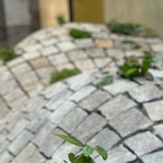 small green plants growing in the middle of a cobblestone walkway on a sunny day