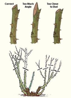 four different types of tree branches