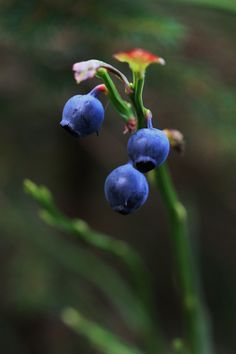 Blueberry Images, Lotus Flower Wallpaper, Flower Reference, Growing Blueberries, Berry Berry, Industrial District, Blueberry Sauce, Organic Blueberries, Wild Blueberries