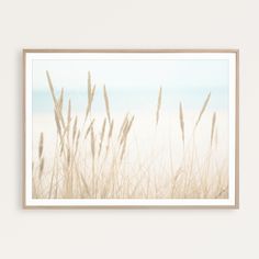 an image of some tall grass on the beach