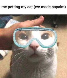 a cat wearing goggles with caption that reads, me petting my cat we made napim