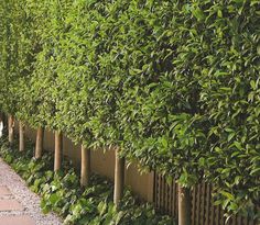 a row of trees that are next to each other in front of a wall with plants growing on it