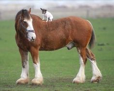 a cat sitting on the back of a brown horse in a green field with grass