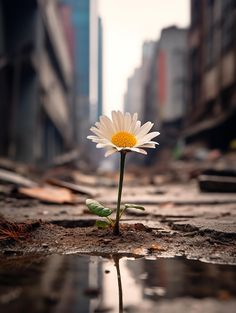 a single white flower sitting on top of a puddle in the middle of a street