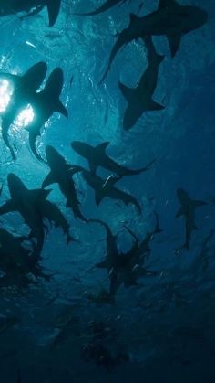 a large group of sharks swimming in the ocean