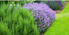 the garden is full of different types of flowers and plants, including purple lavenders