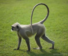 a small monkey walking on top of a lush green grass covered field with its tail curled in the wind