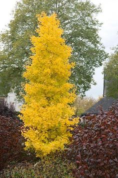 a tall yellow tree sitting in the middle of a garden next to bushes and trees