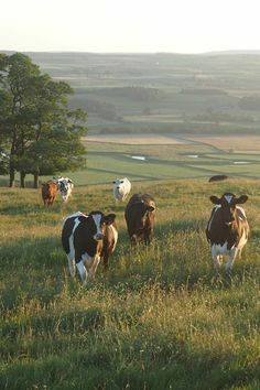 several cows grazing in a field with trees