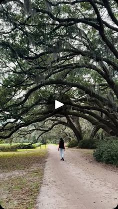 a person walking down a dirt road under large trees with spanish moss hanging from the branches