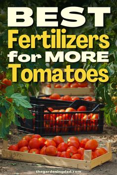 tomatoes in crates on the ground with text overlay that reads best fertilizers for more tomatoes