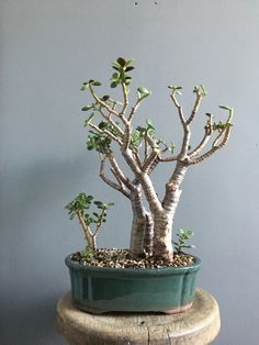 a bonsai tree in a green pot on a wooden stand against a gray wall