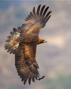 a bird flying through the air with its wings spread