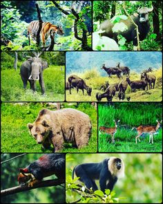 many different pictures of animals in the wild