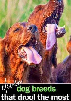 three brown dogs with their mouths open and one has its tongue out to the other