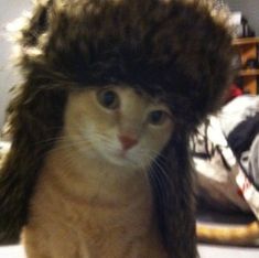 a cat wearing a furry hat on top of it's head