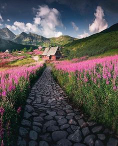 a stone path leading to a house in the middle of a field with wildflowers