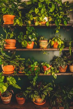 many potted plants are arranged on wooden shelves