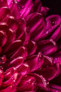 a close up view of a purple flower with water droplets on it