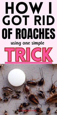 how i got rid of roachies using one simple trick