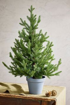 a potted pine tree sitting on top of a wooden table