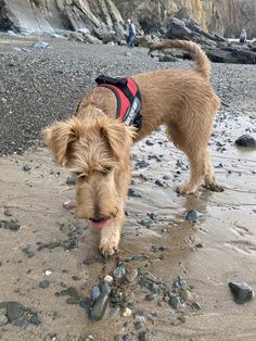 a small brown dog walking on top of a beach next to rocks and water with people in the background