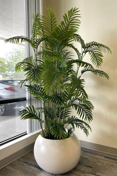 a potted plant sitting on top of a carpeted floor next to a window