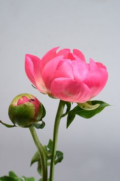 Peony Reference Photo, Floral Reference Photos, Flowers Reference Photo, Flower Reference Photo, Peony Flower Photography, Peony Reference, Light Pink Peony, Peony Photography, Peony Photo