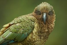 a close up of a bird on a branch with green and yellow feathers in the background