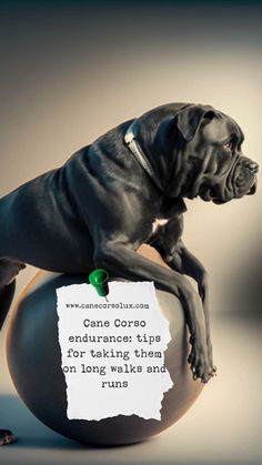 Endurance training can help you prepare for long walks or runs with your Cane Corso. In this article, you'll learn how to develop stamina, minimize injury, and maximize your time together. How To Build Endurance, All Black Cane Corso, Came Corso Black, Cane Corso Formentino, Cane Corso Dog Scary