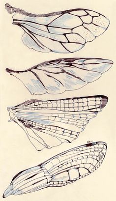 three different types of butterfly wings on a white paper with black and blue ink drawing