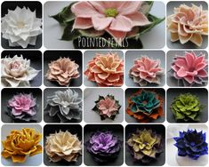 many different types of flowers are shown in this collage with the words pointed petals