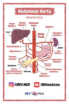 the anatomy of the stomach and its major organs, including the livers, pancretoidus, esoplasm, bile, bronchles,