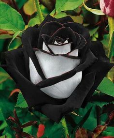 a black and white rose is in the middle of some green leaves with red flowers