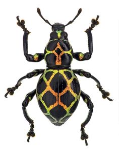 a black and yellow bug with orange spots on it's back legs, sitting in front of a white background