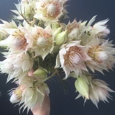 a hand holding a bouquet of white and pink flowers in front of a blue background