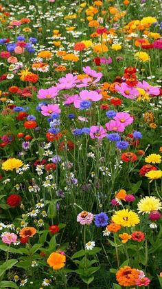 many different colored flowers in a field