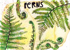 a drawing of ferns on a piece of paper with the words ferns written in black ink