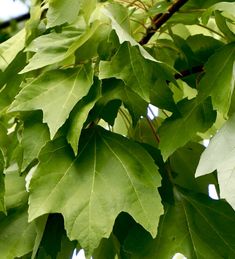 green leaves hang from the branches of a tree