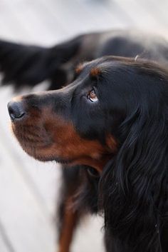 a black and brown dog standing on top of a wooden floor next to a white wall