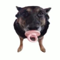 a dog holding a pink toy in its mouth with it's tongue sticking out