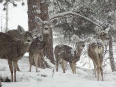 several deer standing in the snow near some trees