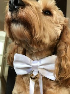 a small dog wearing a white bow tie