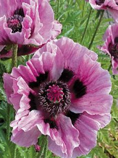 pink flowers are blooming in the field with green stems and purple petals on them