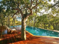 a tree is growing out of the ground next to a pool