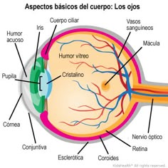 the structure of the human eye with all its major parts labeled in this diagram below