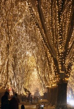 people are walking through the trees covered in lights