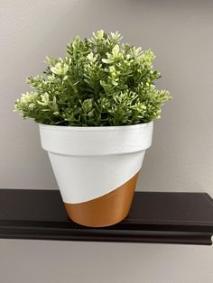 a potted plant sitting on top of a shelf